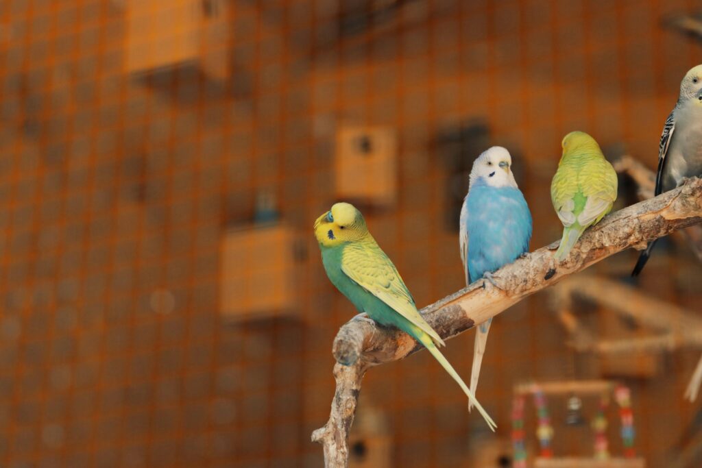 best pet birds in India