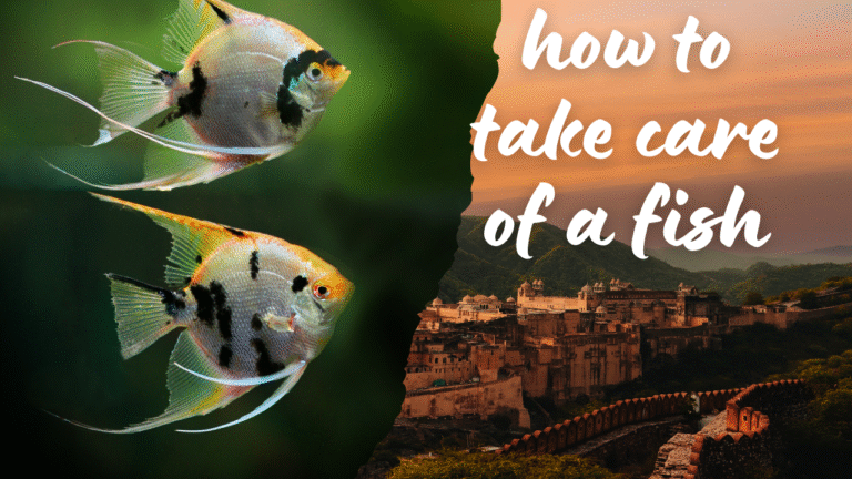 How to take care of a Fish