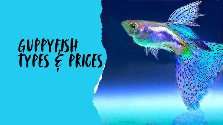 Guppy fish types and prices