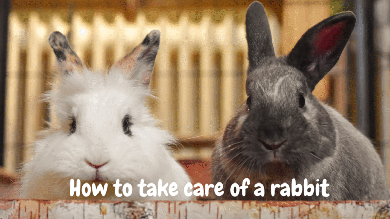 How to take care of a Rabbit