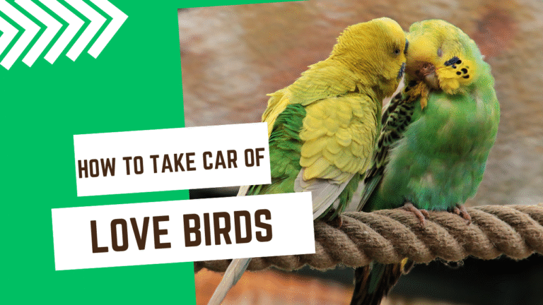 how to take care of love birds