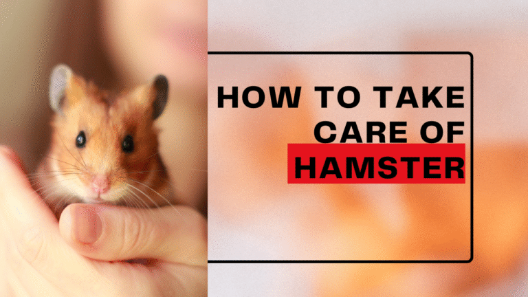 How to Take Care of a Hamster.