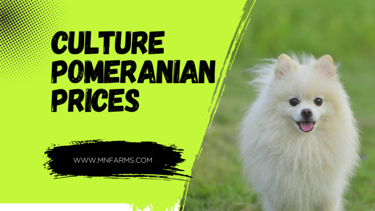 Culture pomeranian Prices
