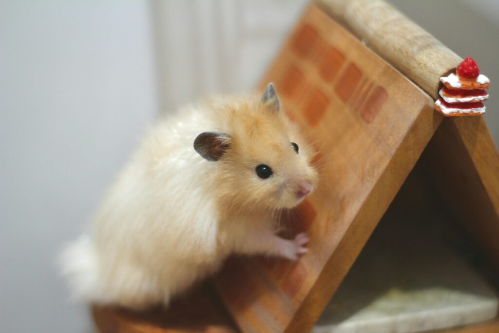 hamster